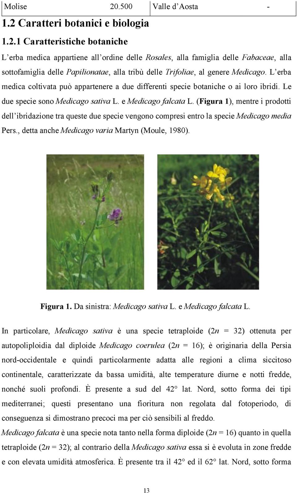 Caratteri botanici e biologia 1.2.