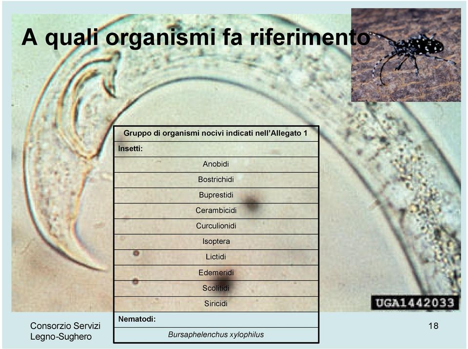 Bostrichidi Buprestidi Cerambicidi Curculionidi Isoptera