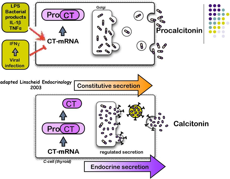 Endocrinology 2003 Constitutive