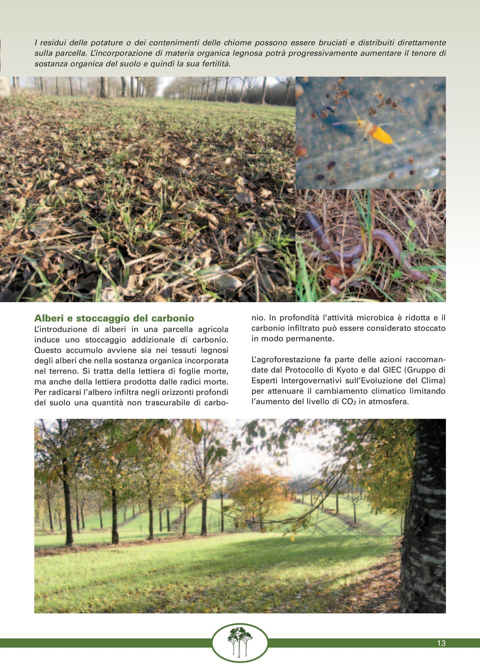 Alberi e stoccaggio del carbonio L introduzione di alberi in una parcella agricola induce uno stoccaggio addizionale di carbonio.