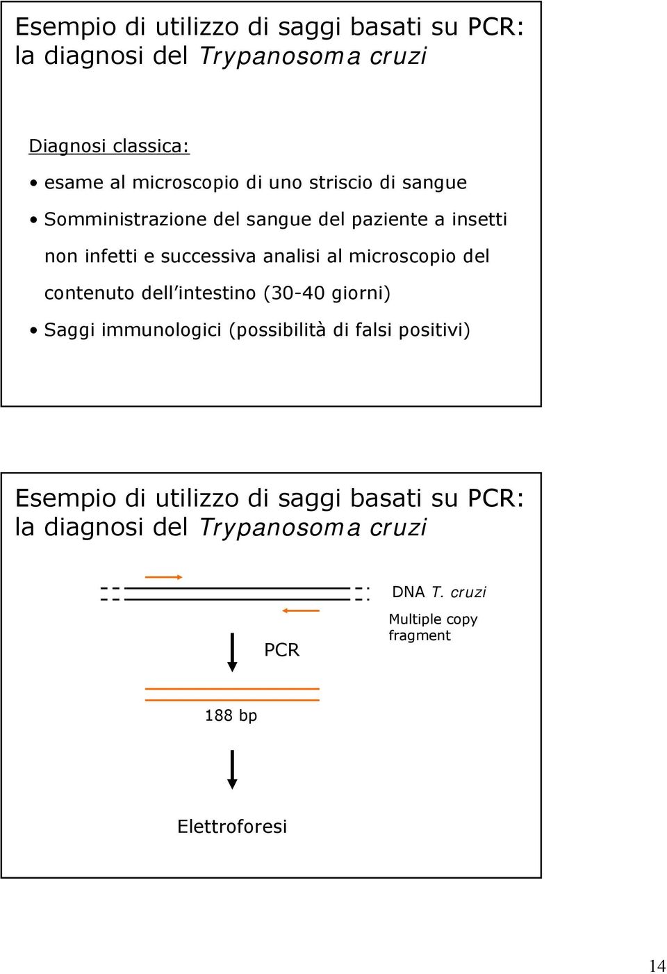 microscopio del contenuto dell intestino (30-40 giorni) Saggi immunologici (possibilità di falsi positivi) Esempio di