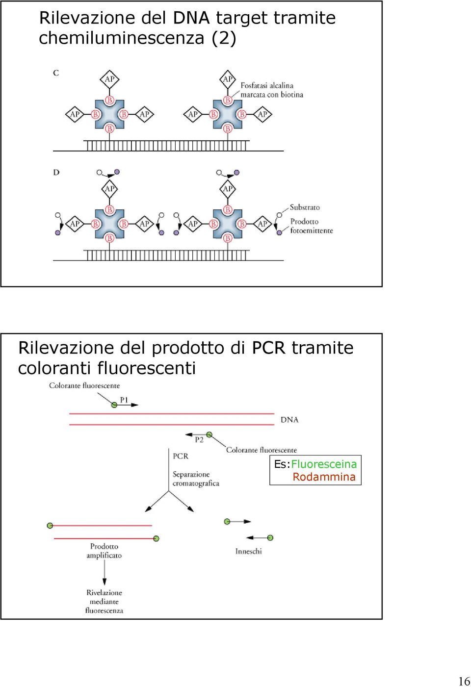 del prodotto di PCR tramite