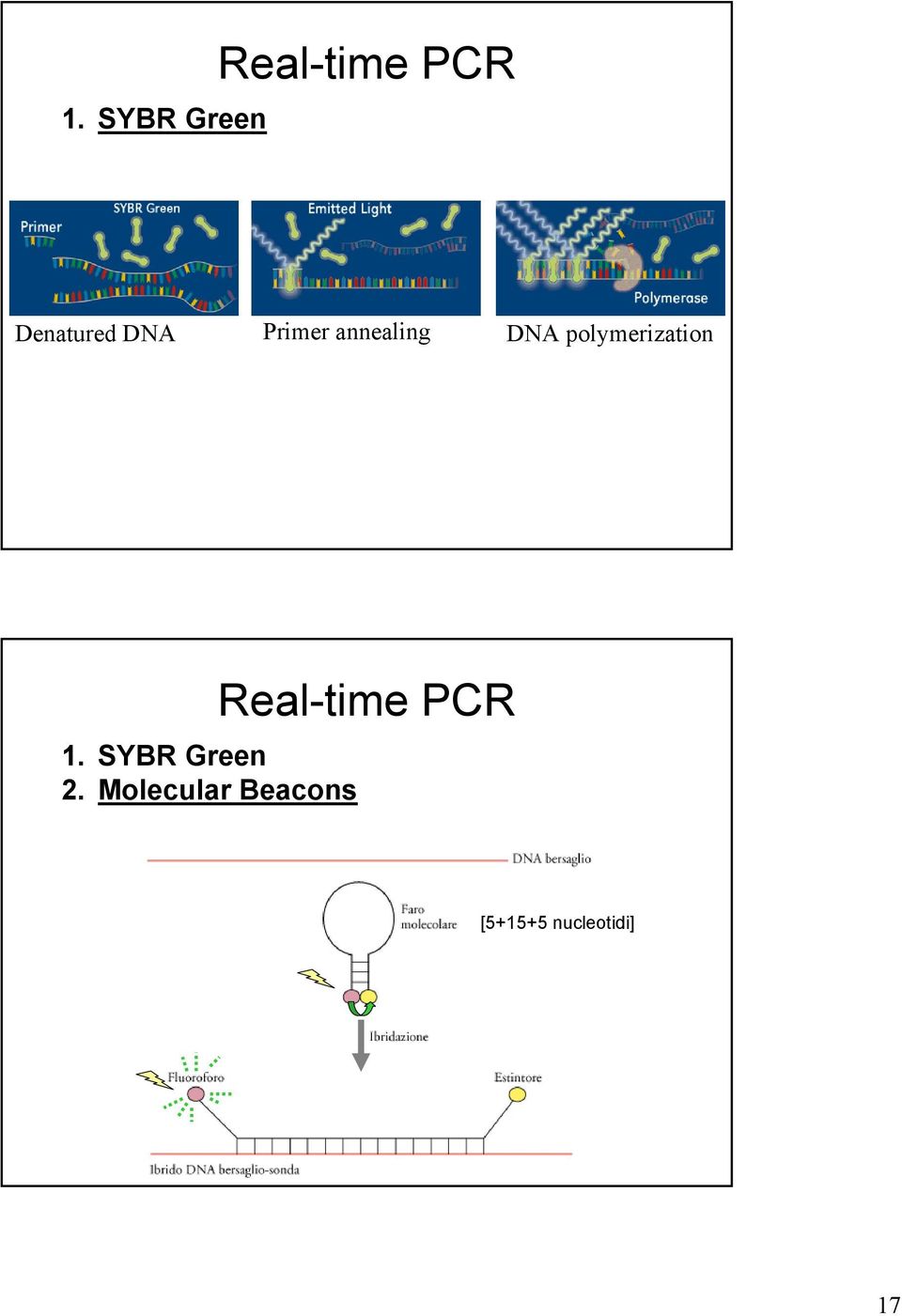 polymerization 1. SYBR Green 2.