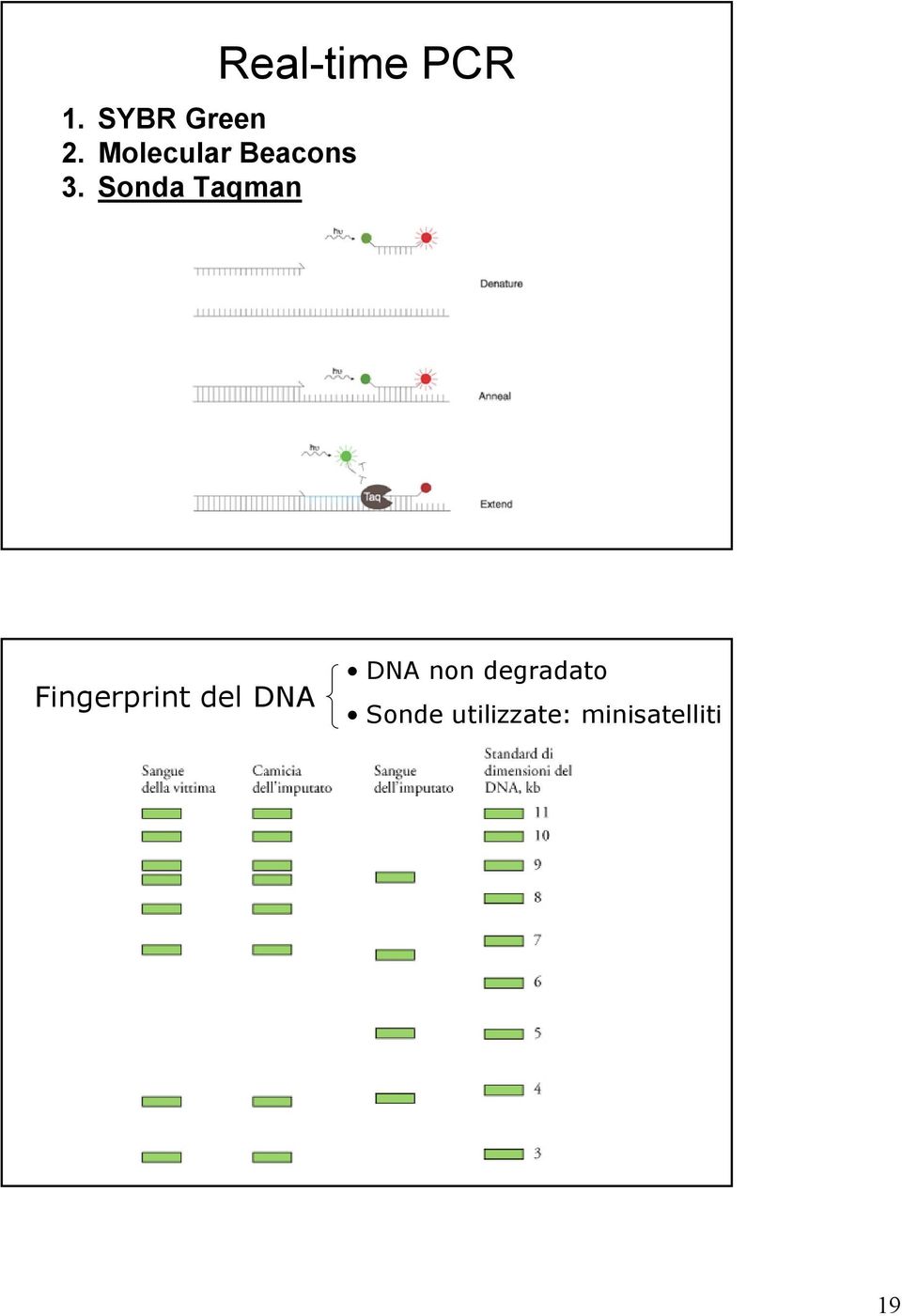 Sonda Taqman Real-time PCR