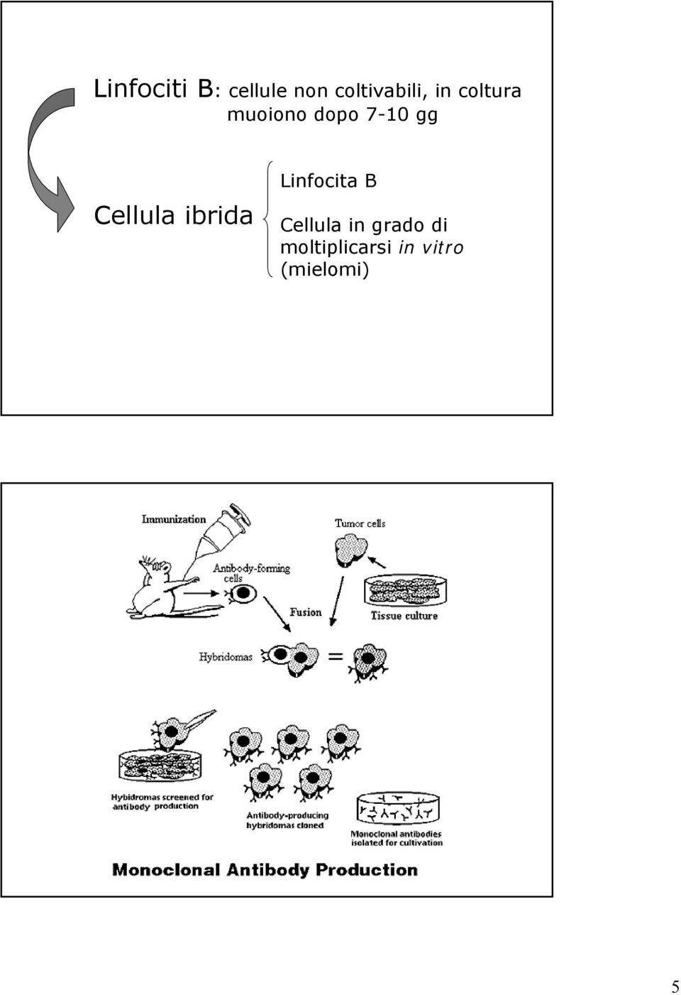 Cellula ibrida Linfocita B Cellula in