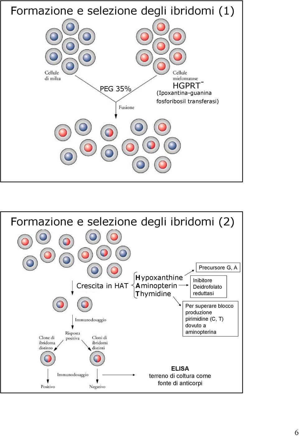 Aminopterin Thymidine Precursore G, A Inibitore Deidrofolato reduttasi Per superare blocco