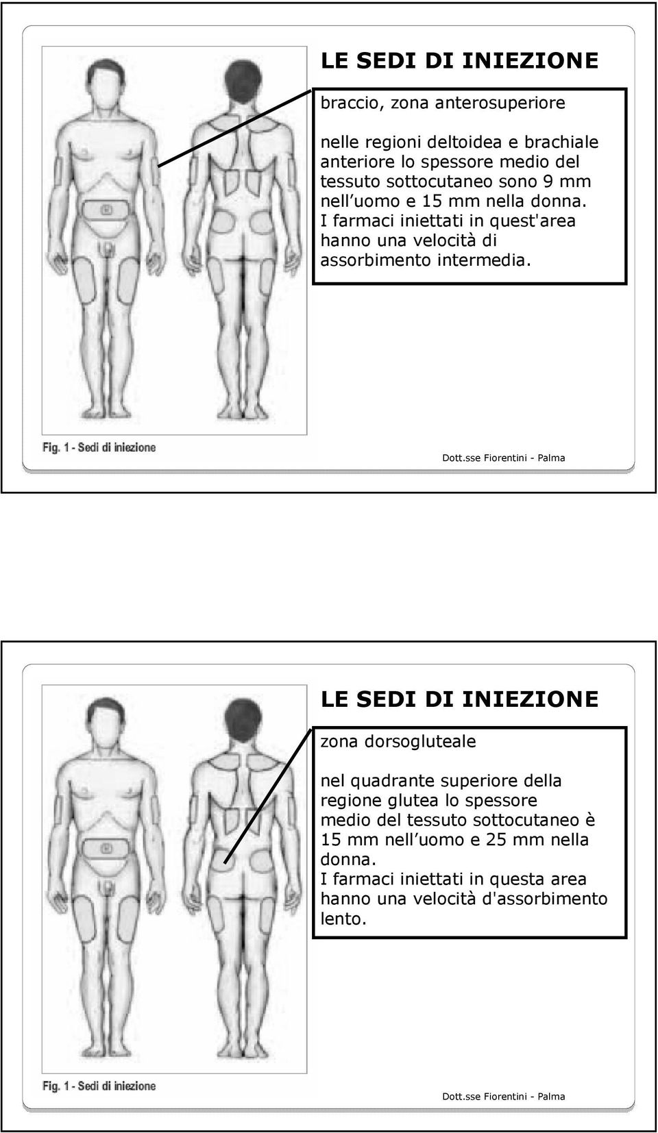 I farmaci iniettati in quest'area hanno una velocità di assorbimento intermedia.