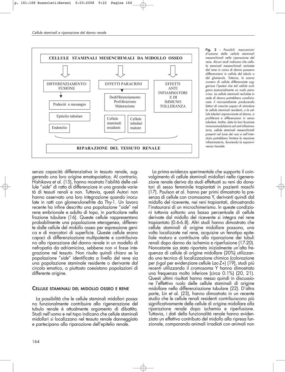 INFIAMMATORI E DI IMMUNO TOLLERANZA Fig. 2 - Possibili meccanismi d azione delle cellule staminali mesenchimali nella riparazione del rene.