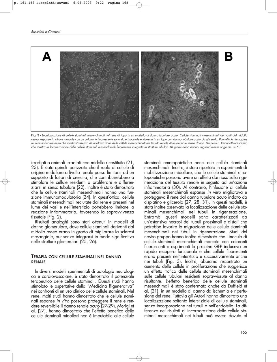 Pannello A. Immagine in immunofluorescenza che mostra l assenza di localizzazione delle cellule mesenchimali nel tessuto renale di un animale senza danno. Pannello B.