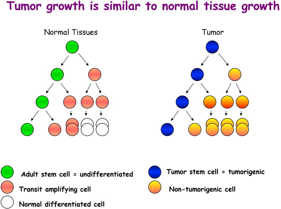 undifferentiated Transit amplifying cell Tumor stem