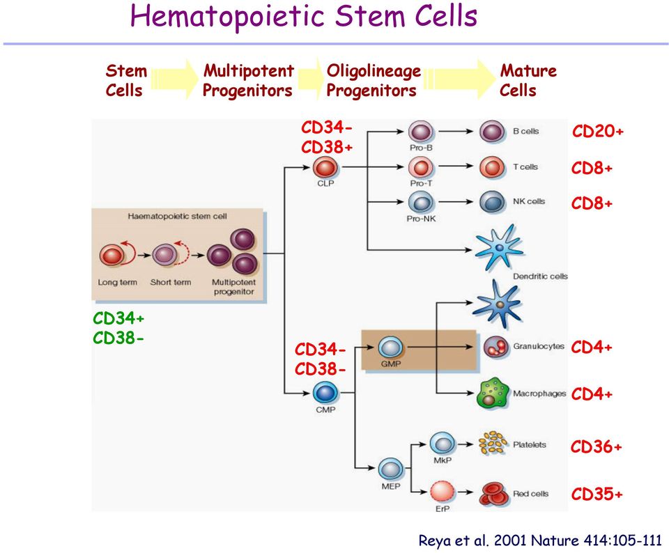 CD34- CD38+ CD20+ CD8+ CD8+ CD34+ CD38- CD34- CD38-