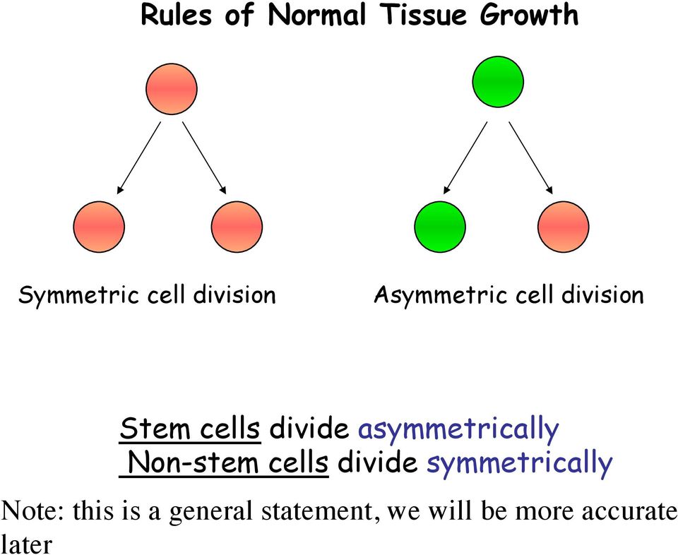 asymmetrically Non-stem cells divide symmetrically