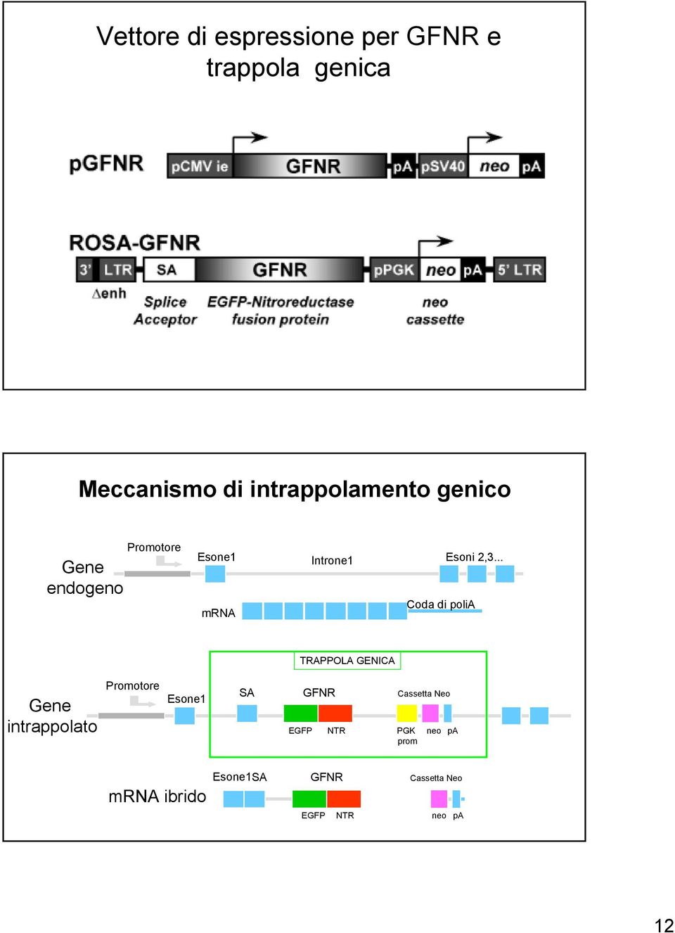 .. Introne1 mrna Coda di polia TRAPPOLA GENICA Gene intrappolato Promotore Esone1