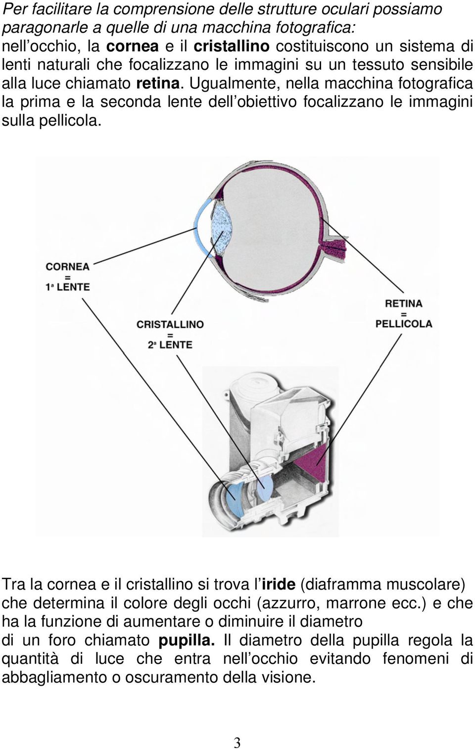 Ugualmente, nella macchina fotografica la prima e la seconda lente dell obiettivo focalizzano le immagini sulla pellicola.