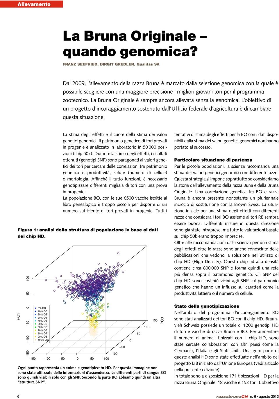 giovani tori per il programma zootecnico. La Bruna Originale è sempre ancora allevata senza la genomica.