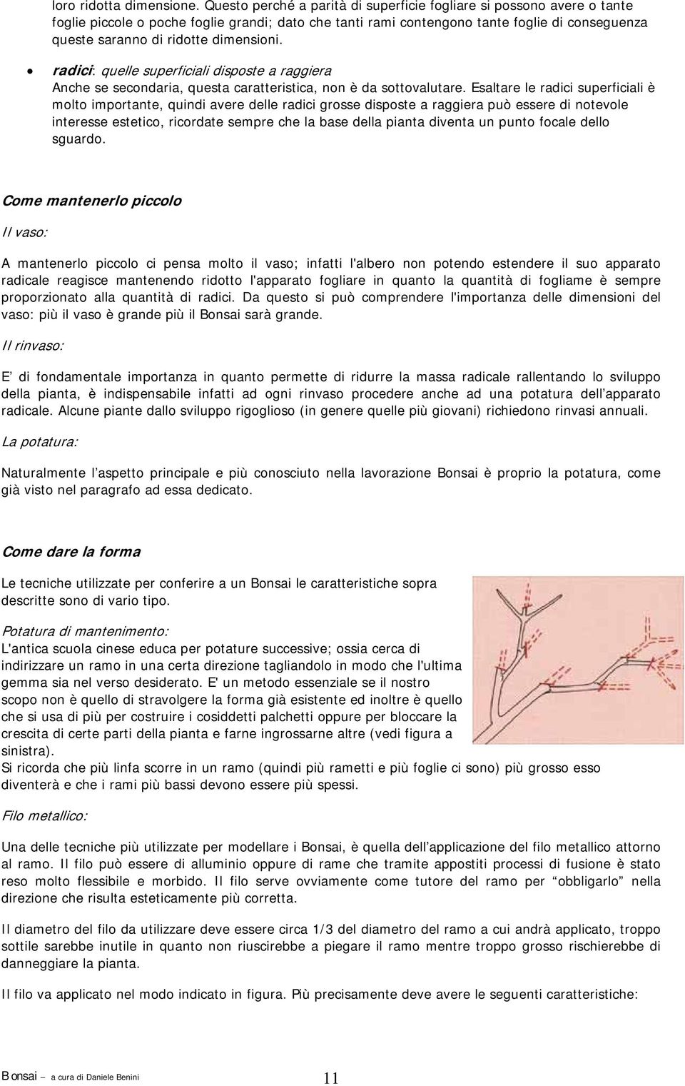 dimensioni. radici: quelle superficiali disposte a raggiera Anche se secondaria, questa caratteristica, non è da sottovalutare.