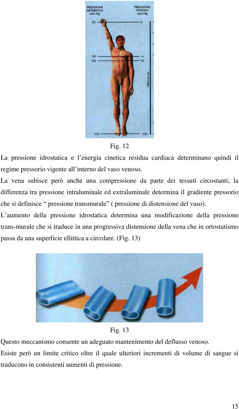 transmurale ( pressione di distensione del vaso).