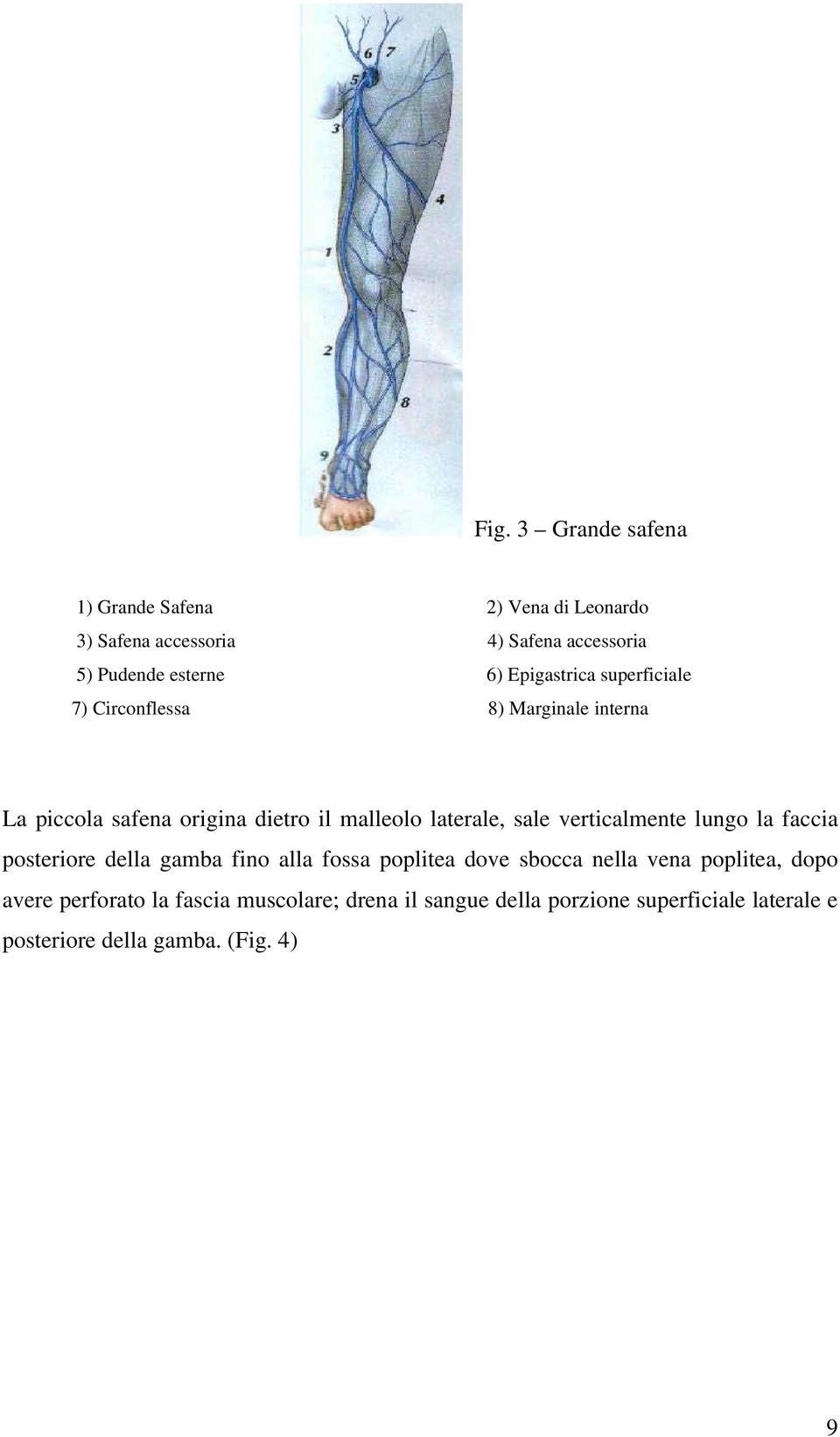 verticalmente lungo la faccia posteriore della gamba fino alla fossa poplitea dove sbocca nella vena poplitea, dopo avere