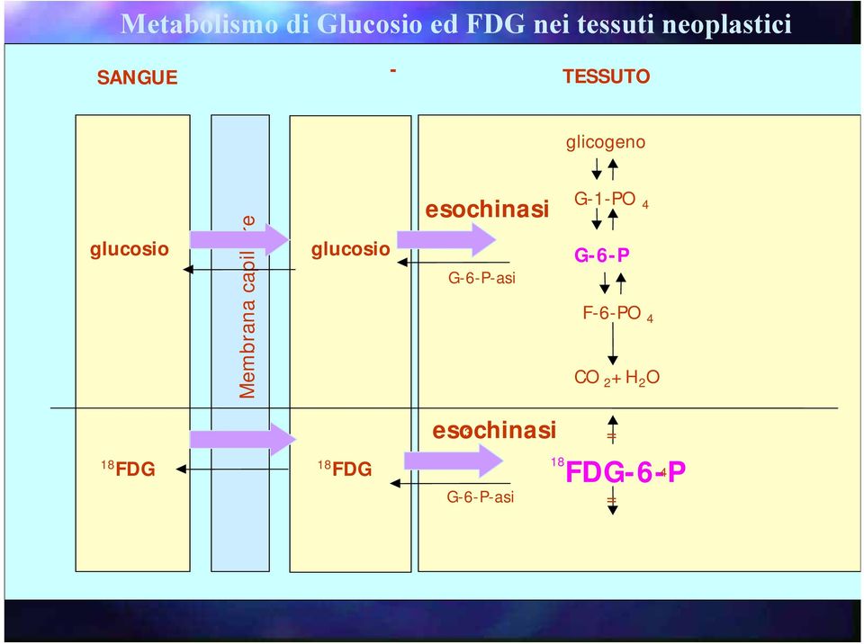 glucosio esochinasi G-6-P-asi G-1-PO 4 G-6-P F-6-PO 4 CO