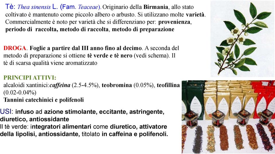 A seconda del metodo di preparazione si ottiene tè verde e tè nero (vedi schema). Il tè di scarsa qualità viene aromatizzato PRINCIPI ATTIVI: alcaloidi xantinici:caffeina (2.5-4.5%), teobromina (0.