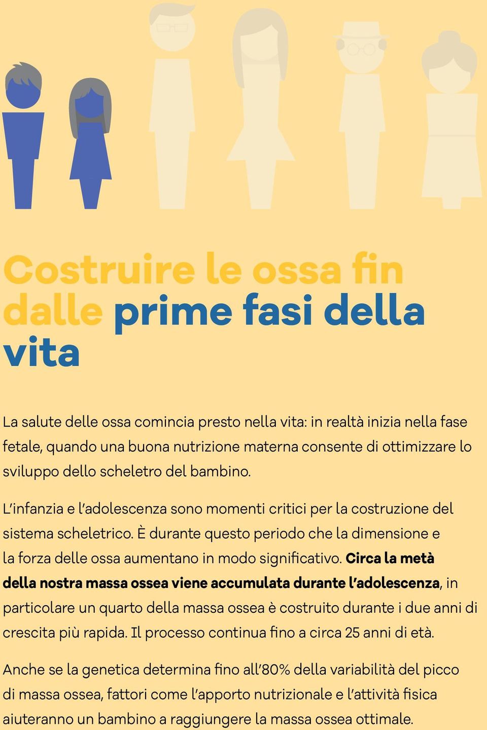 È durante questo periodo che la dimensione e la forza delle ossa aumentano in modo significativo.