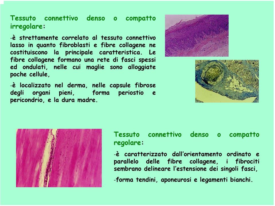 Le fibre collagene formano una rete di fasci spessi ed ondulati, nelle cui maglie sono alloggiate poche cellule, -è localizzato nel derma, nelle capsule fibrose