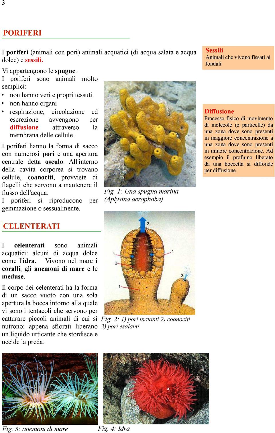 Animali che vivono fissati ai fondali Diffusione I poriferi hanno la forma di sacco con numerosi pori e una apertura centrale detta osculo.