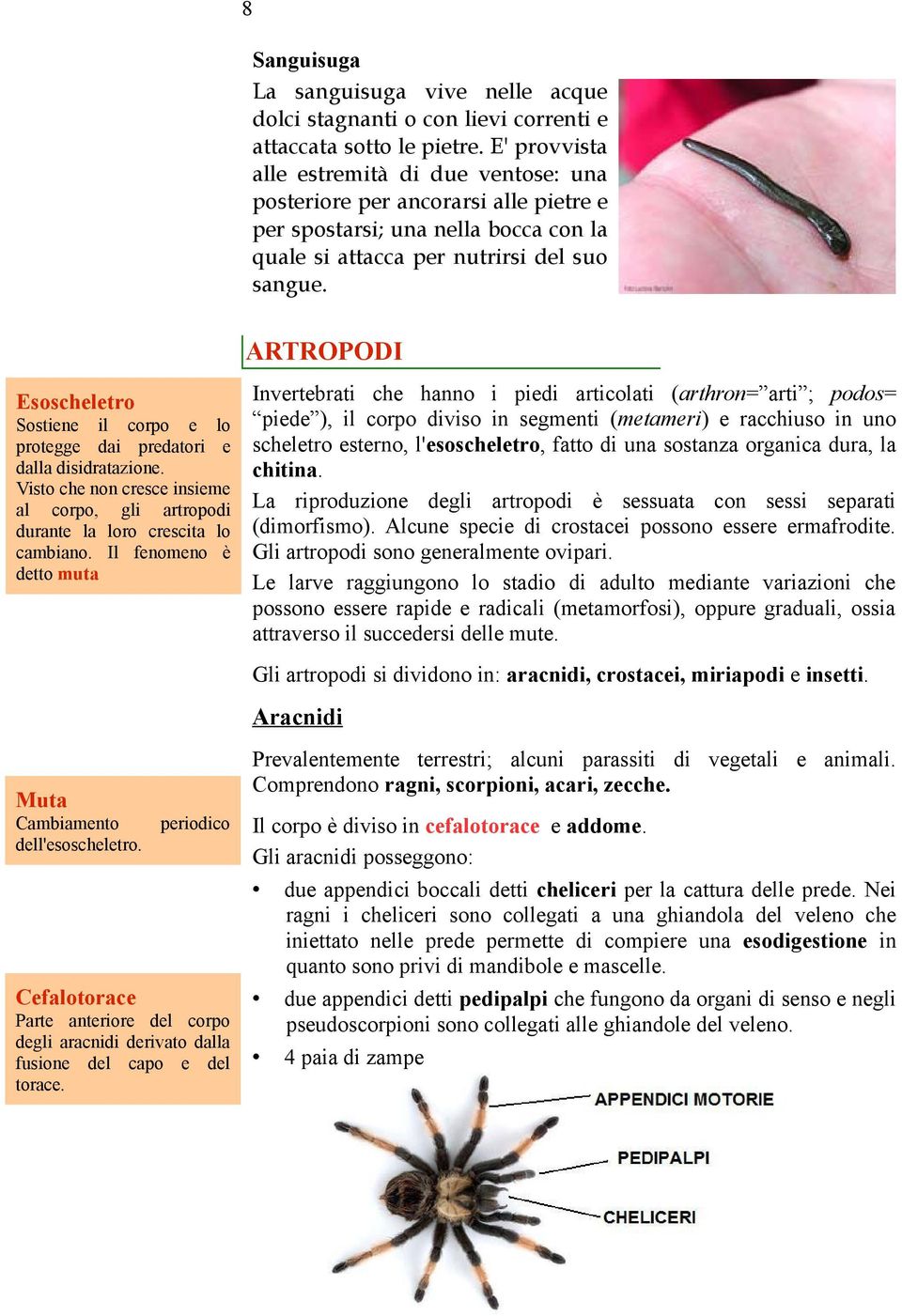 ARTROPODI Esoscheletro Sostiene il corpo e lo protegge dai predatori e dalla disidratazione. Visto che non cresce insieme al corpo, gli artropodi durante la loro crescita lo cambiano.