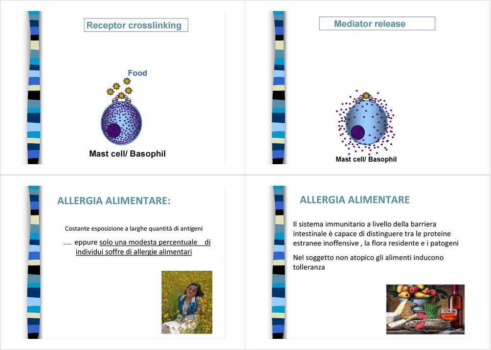 . eppure solo una modesta percentuale di individui soffre di allergie alimentari ALLERGIA ALIMENTARE Il sistema