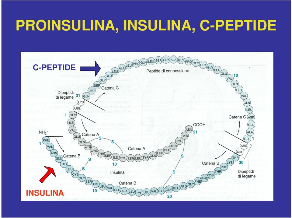 C-PEPTIDE