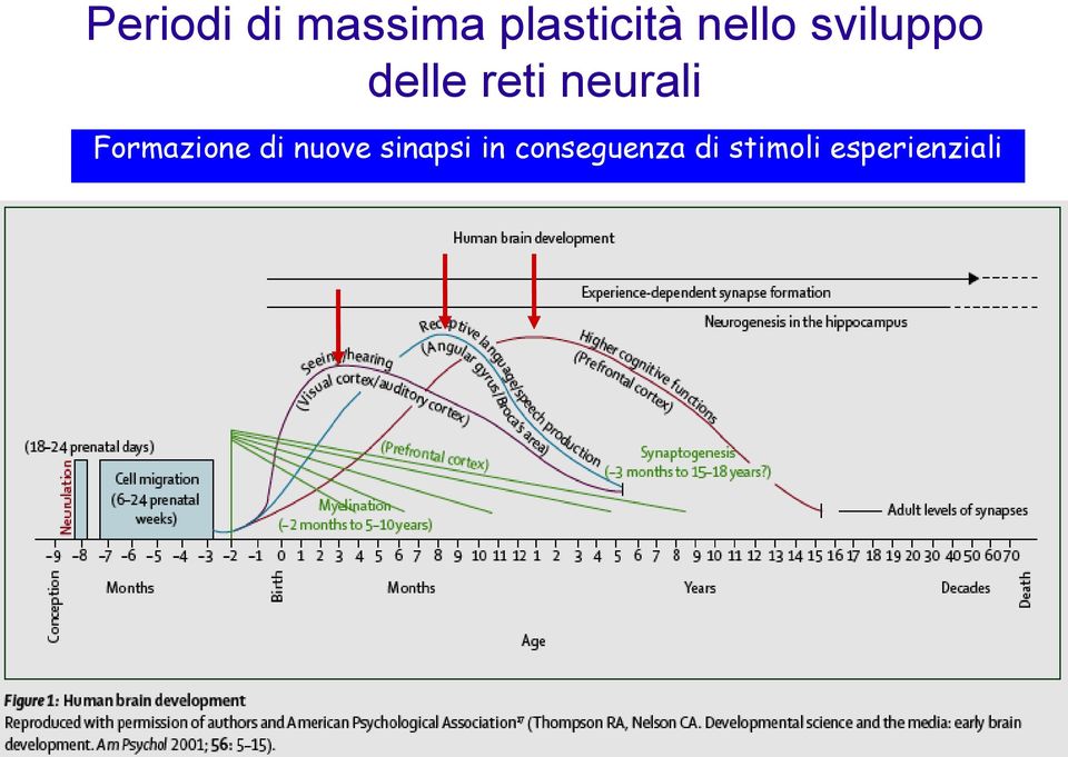 Formazione di nuove sinapsi in