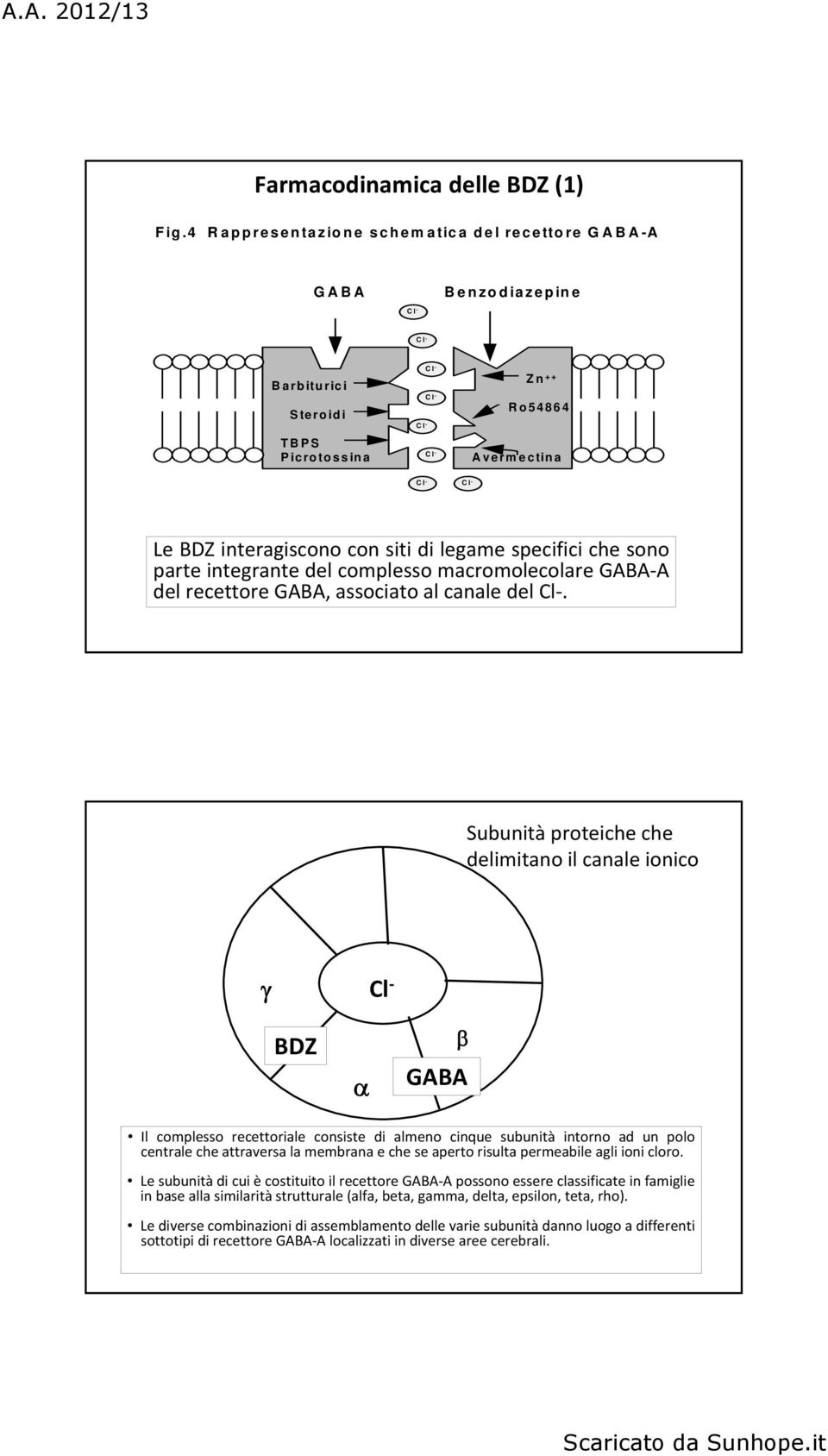 con siti di legame specifici che sono parte integrante del complesso macromolecolare GABA A del recettore GABA, associato al canale del Cl.