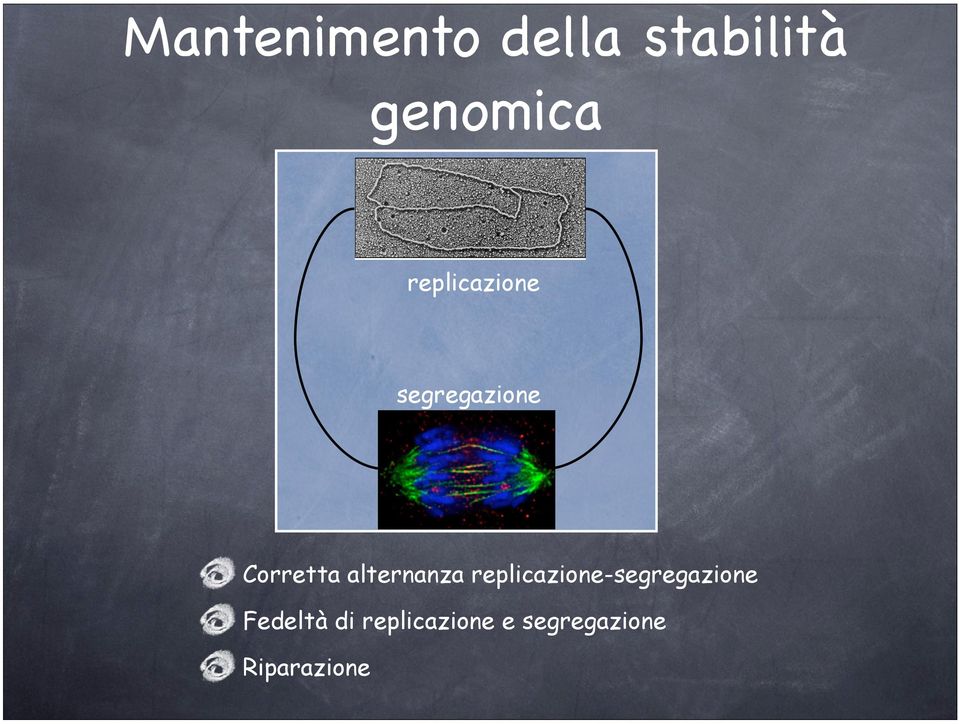 alternanza replicazione-segregazione