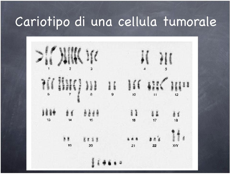 cell Cariotipo