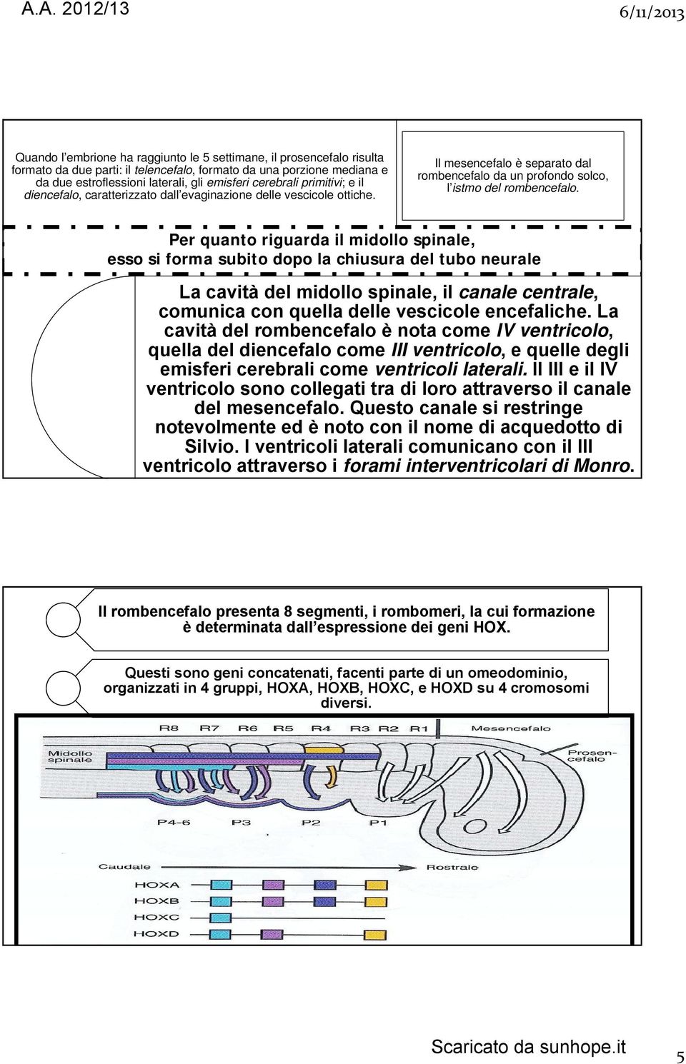 Per quanto riguarda il midollo spinale, esso si forma subito dopo la chiusura del tubo neurale La cavità del midollo spinale, il canale centrale, comunica con quella delle vescicole encefaliche.