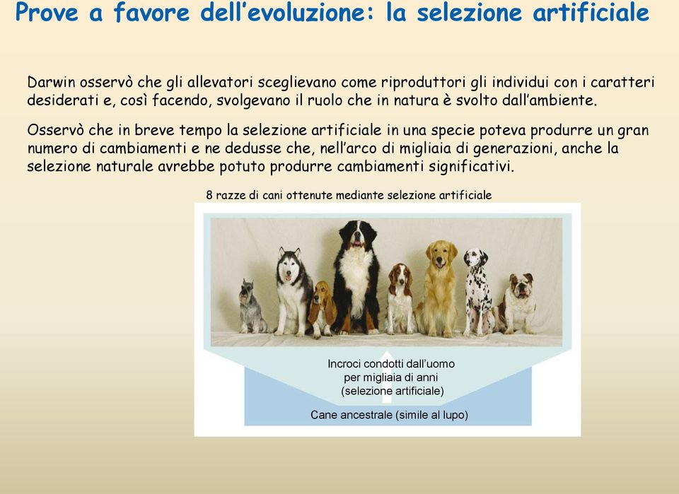 Osservò che in breve tempo la selezione artificiale in una specie poteva produrre un gran numero di cambiamenti e ne dedusse che, nell arco di migliaia di