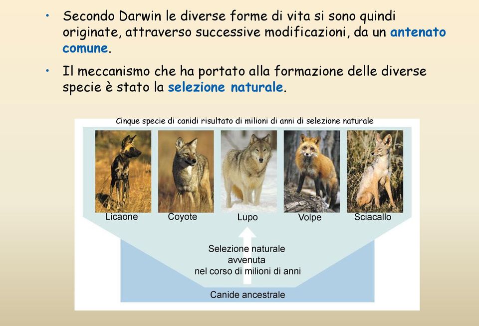 Il meccanismo che ha portato alla formazione delle diverse specie è stato la selezione naturale.