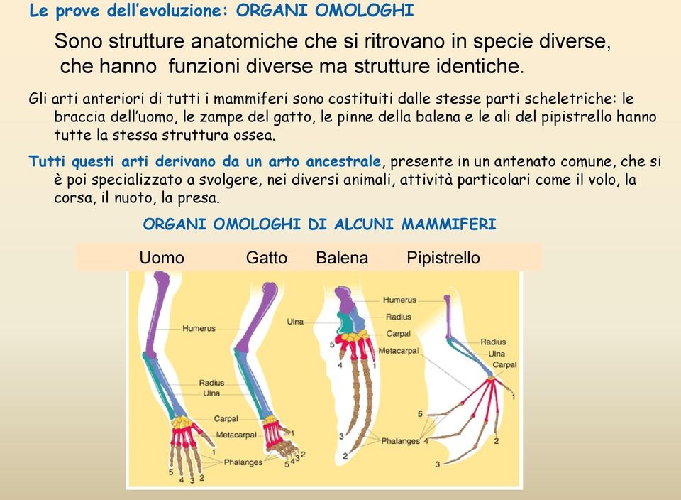 ali del pipistrello hanno tutte la stessa struttura ossea.