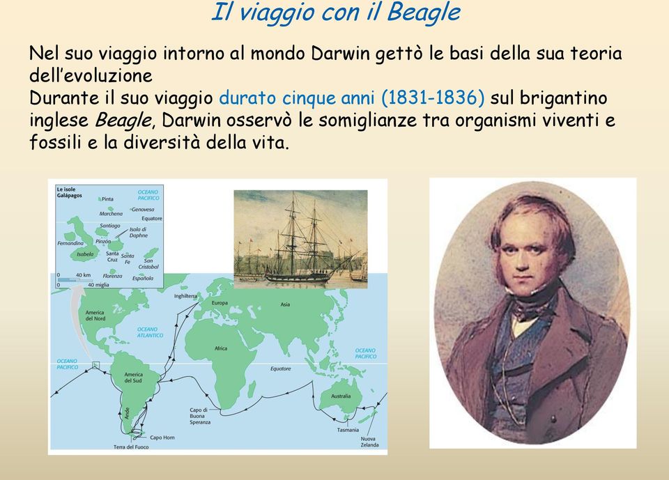 cinque anni (1831-1836) sul brigantino inglese Beagle, Darwin osservò