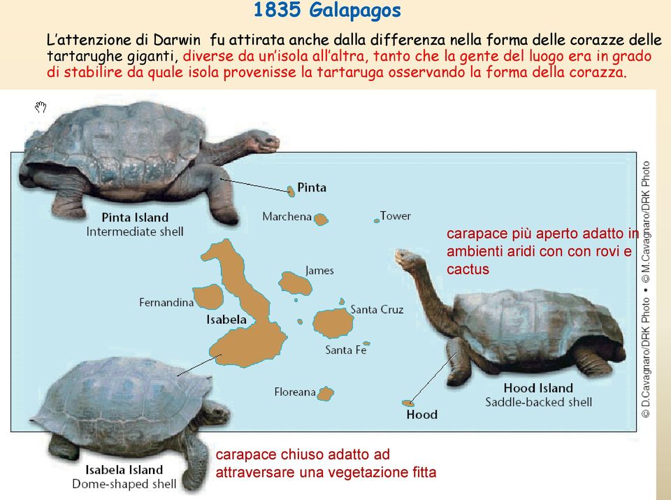 stabilire da quale isola provenisse la tartaruga osservando la forma della corazza.