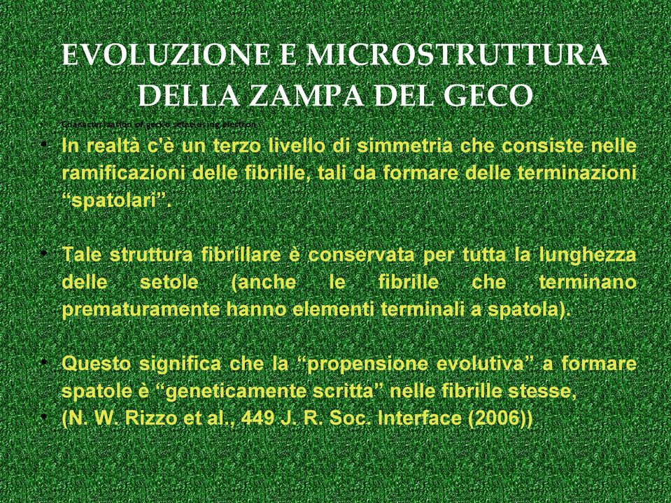 Tale struttura fibrillare è conservata per tutta la lunghezza delle setole (anche le fibrille che terminano prematuramente hanno elementi