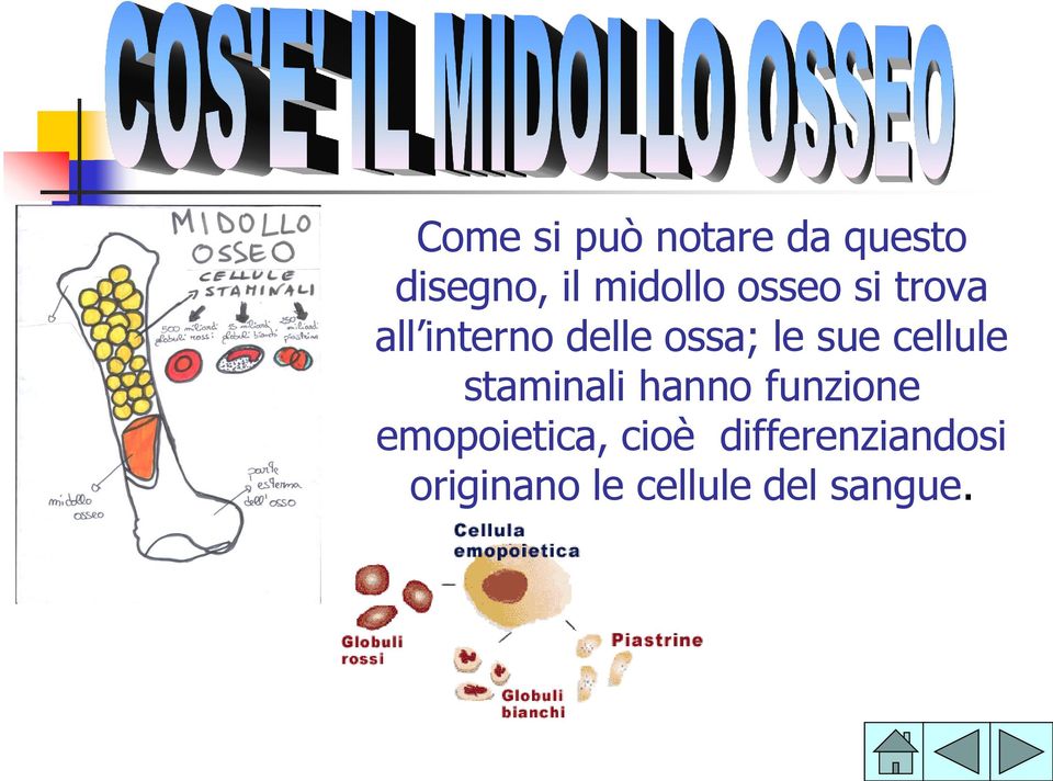 cellule staminali hanno funzione emopoietica,