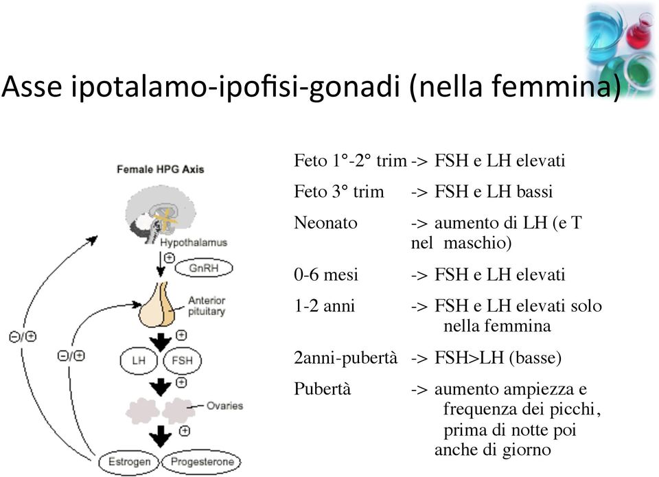 LH elevati 1-2 anni -> FSH e LH elevati solo nella femmina 2anni-pubertà -> FSH>LH