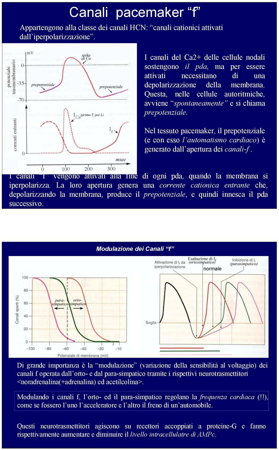 Questa, nelle cellule autoritmiche, avviene spontaneamente e si chiama prepotenziale. Nel tessuto pacemaker, il prepotenziale (e con esso l automatismo cardiaco) è generato dall apertura dei canali-f.