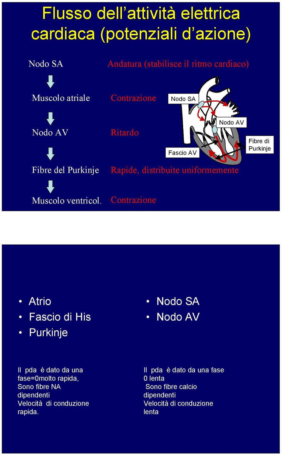 Muscolo ventricol.