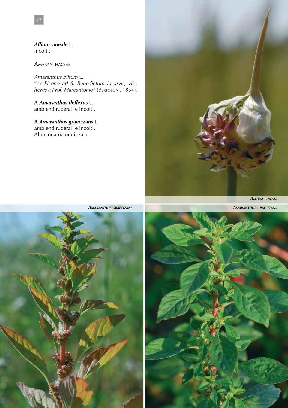 A Amaranthus deflexus L. ambienti ruderali e incolti. A Amaranthus graecizans L.