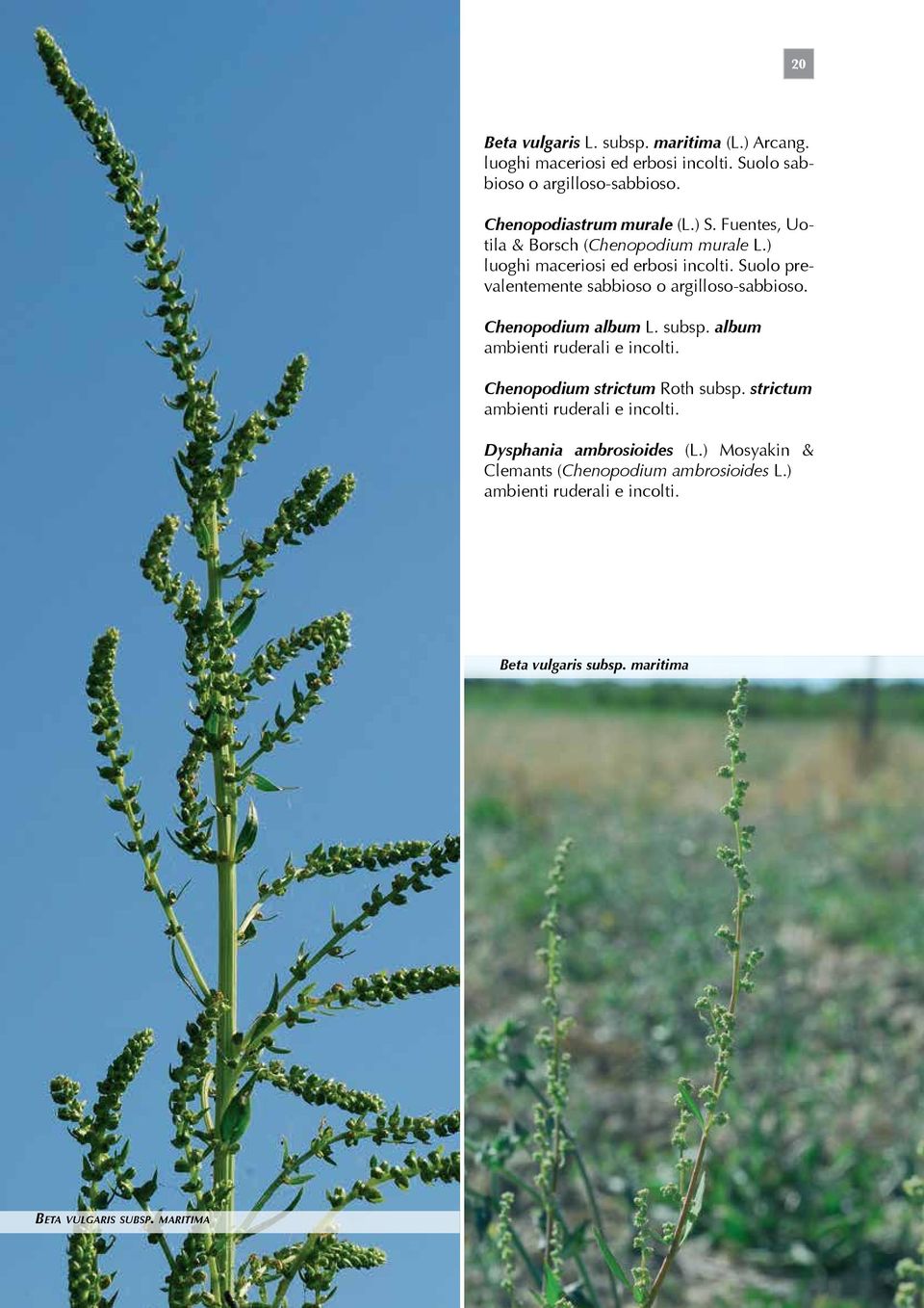 Chenopodium album L. subsp. album ambienti ruderali e incolti. Chenopodium strictum Roth subsp. strictum ambienti ruderali e incolti.