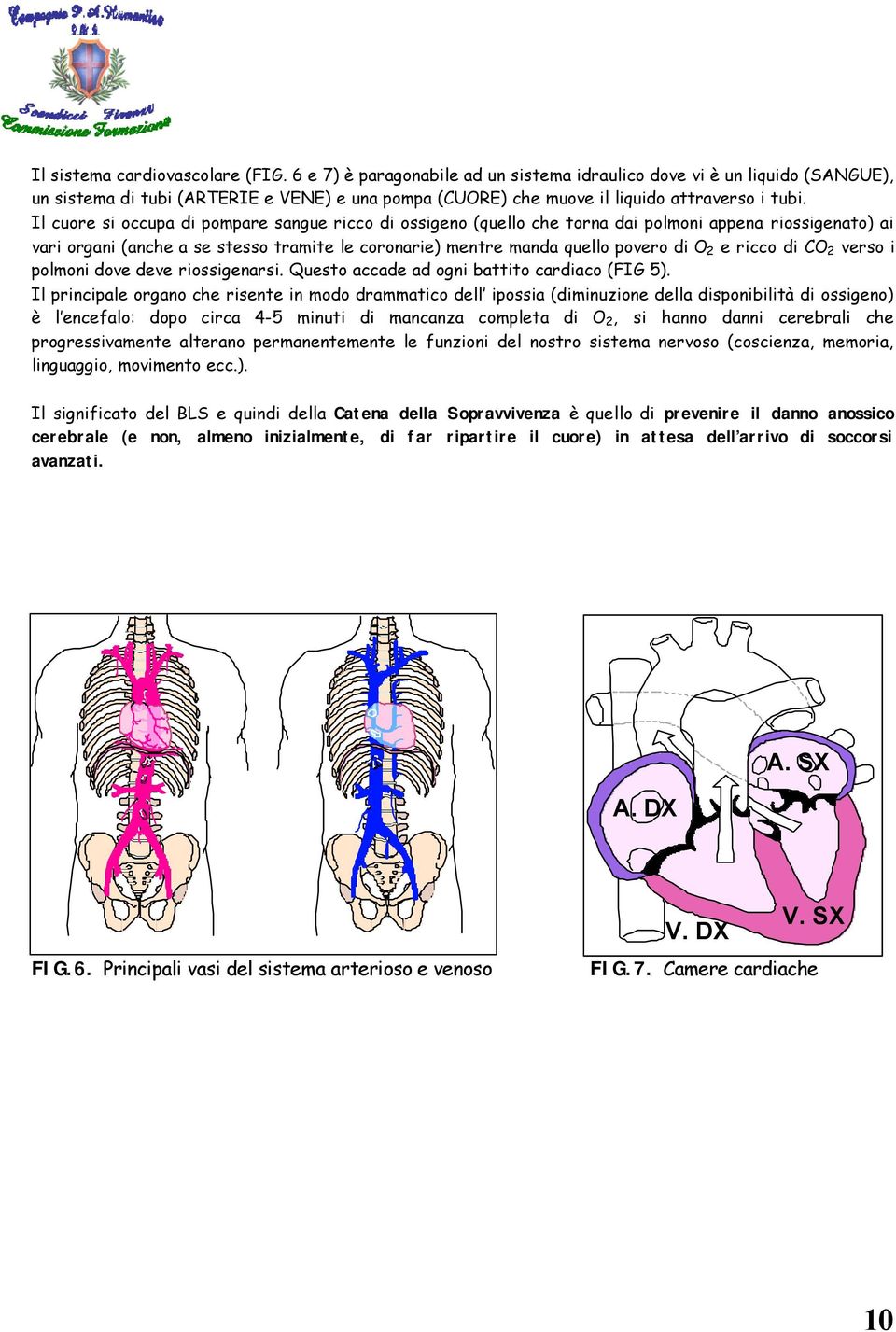 Il cuore si occupa di pompare sangue ricco di ossigeno (quello che torna dai polmoni appena riossigenato) ai vari organi (anche a se stesso tramite le coronarie) mentre manda quello povero di O 2 e