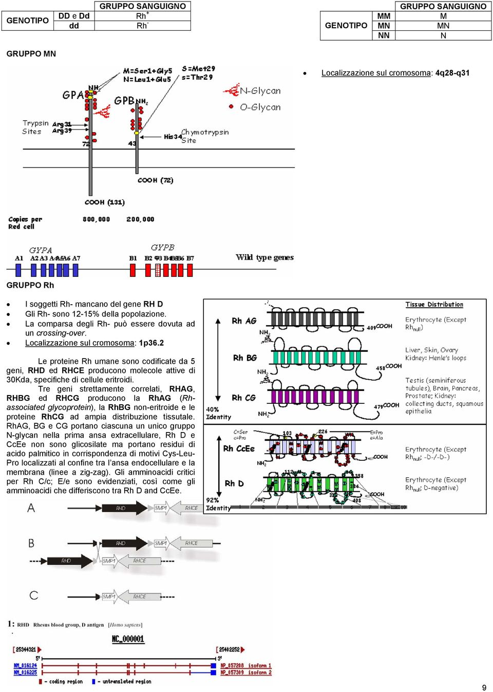 2 Le proteine Rh umane sono codificate da 5 geni, RHD ed RHCE producono molecole attive di 30Kda, specifiche di cellule eritroidi.