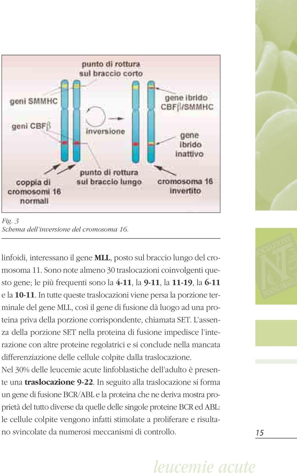 In tutte queste traslocazioni viene persa la porzione terminale del gene MLL, così il gene di fusione dà luogo ad una proteina priva della porzione corrispondente, chiamata SET.